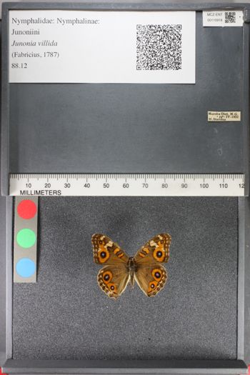 Media type: image;   Entomology 110918